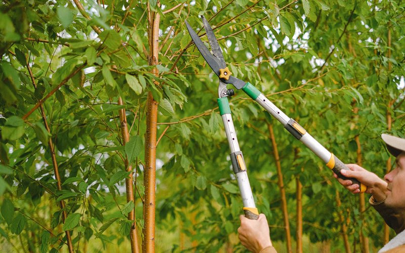 Tree trimming in Hempstead, TX